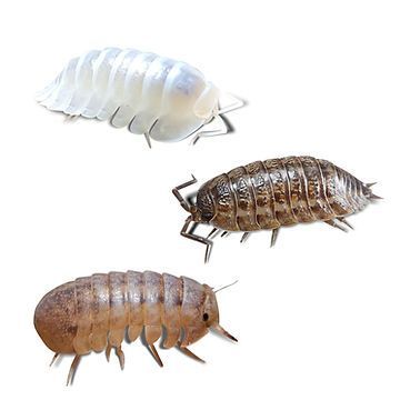 Oddball Isopods