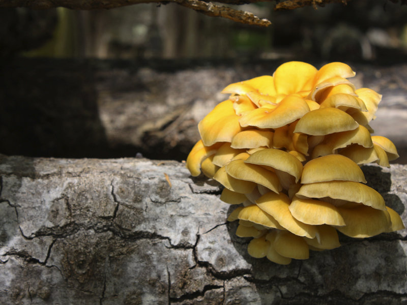 Golden Oyster Mushroom Growing Kit