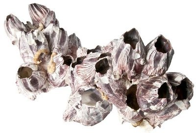 Natural Purple Barnacle Natural Purple Barnacle