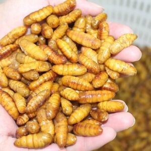 ProBugs Eco-Fresh Silkworm Pupa - 15g