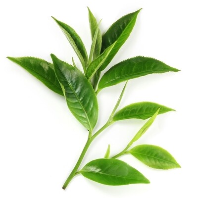 Camellia Oil (Green Tea Oil) Organic