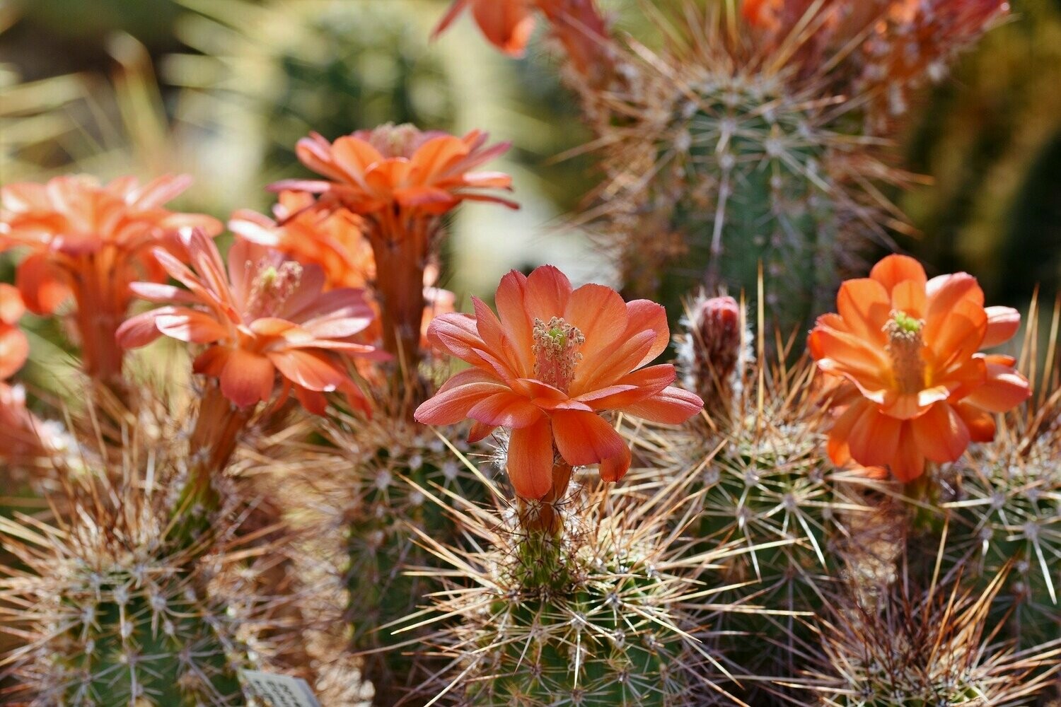Baja Cactus Blossom BBW Type Fragrance Oil