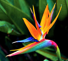 Birds Of Paradise Fragrance Oil DISCONTINUED