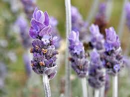 Lavender Hydrosol (Floral Water)