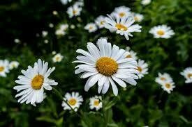 Chamomile Hydrosol (Floral Water)
