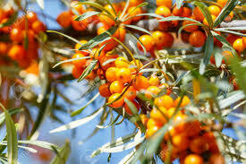 Sea Buckthorn Seed Oil Organic