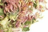 Organic Red Clover Tops ( Whole )