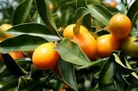 Kumquat Fragrance Oil