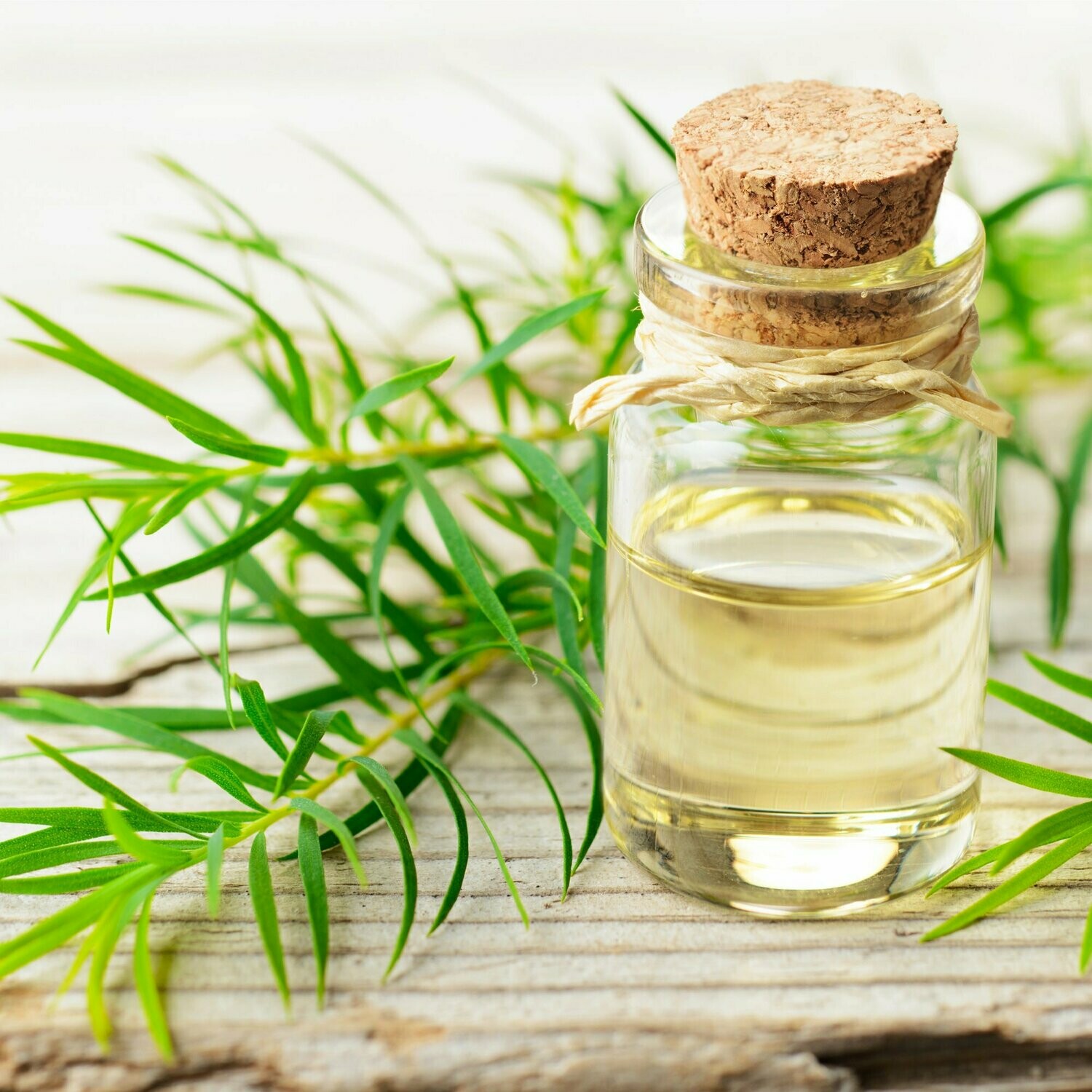Tea Tree Essential Oil Gallon