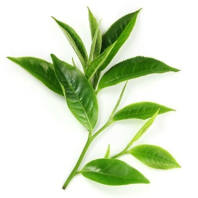 Camellia (Green Tea) Oil Organic Gallon