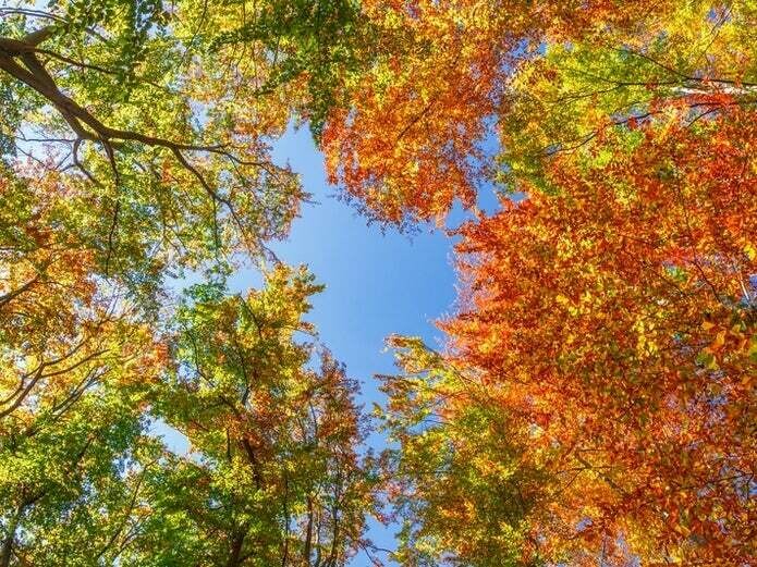The Smell Of Weather Turning LUSH Type Fragrance Oil 