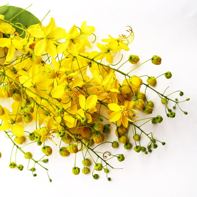 Camelina Oil