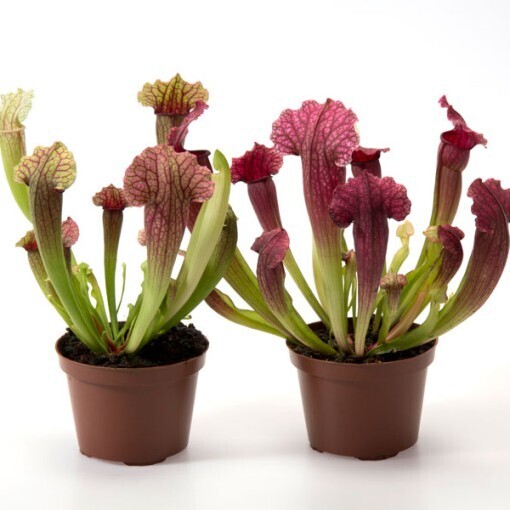 SARRACENIA