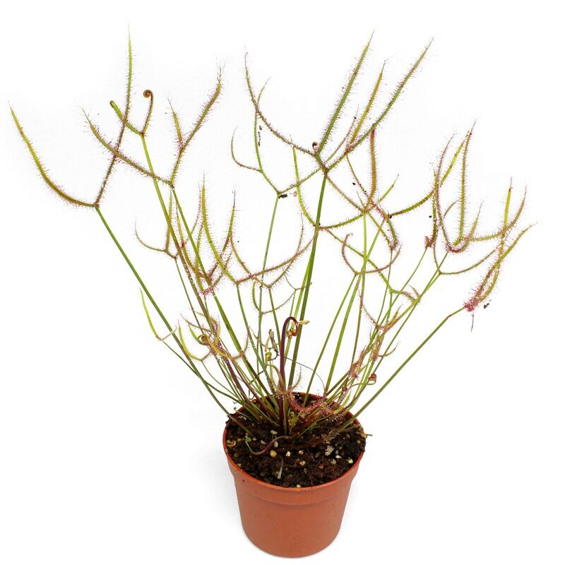 DROSERA BINATA