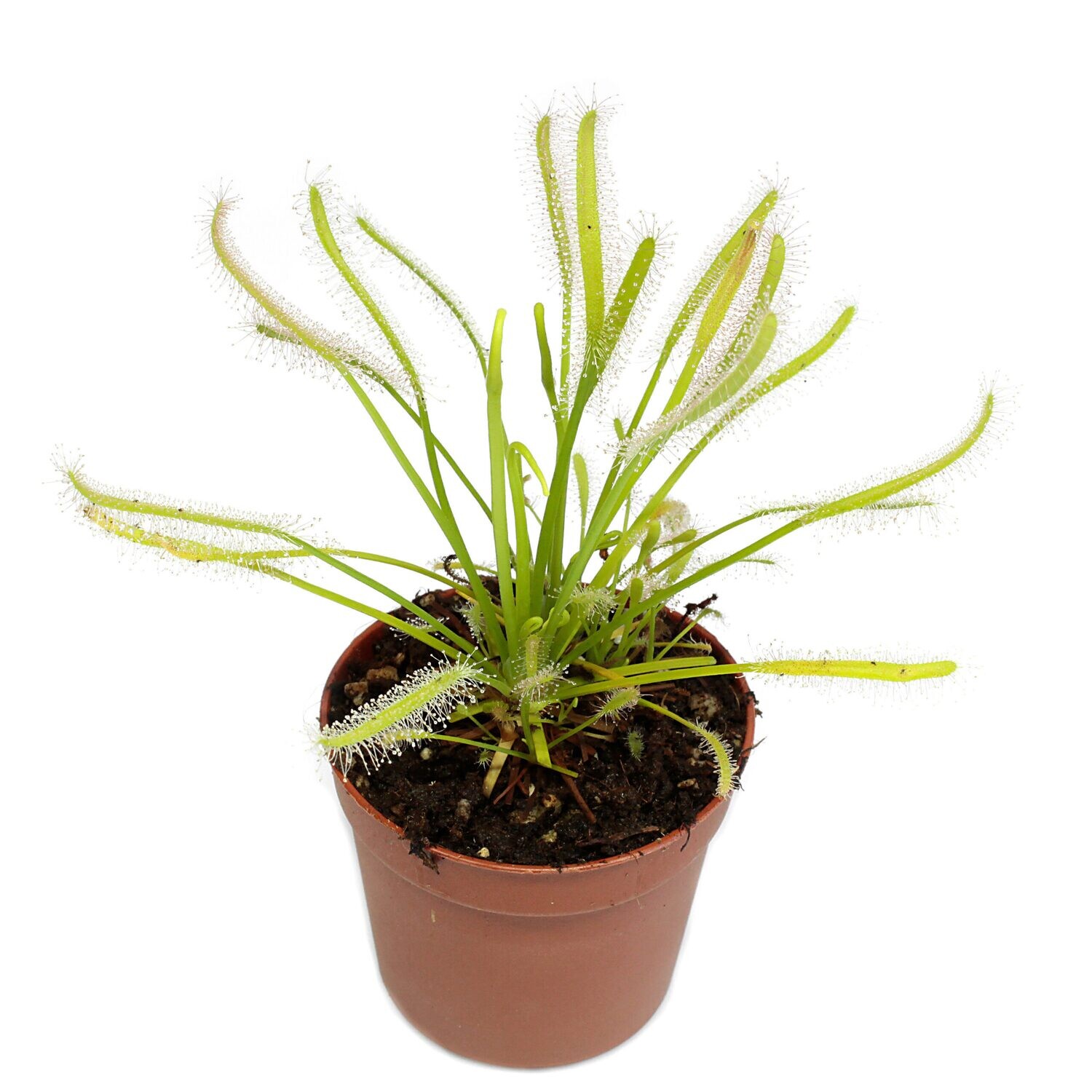 DROSERA