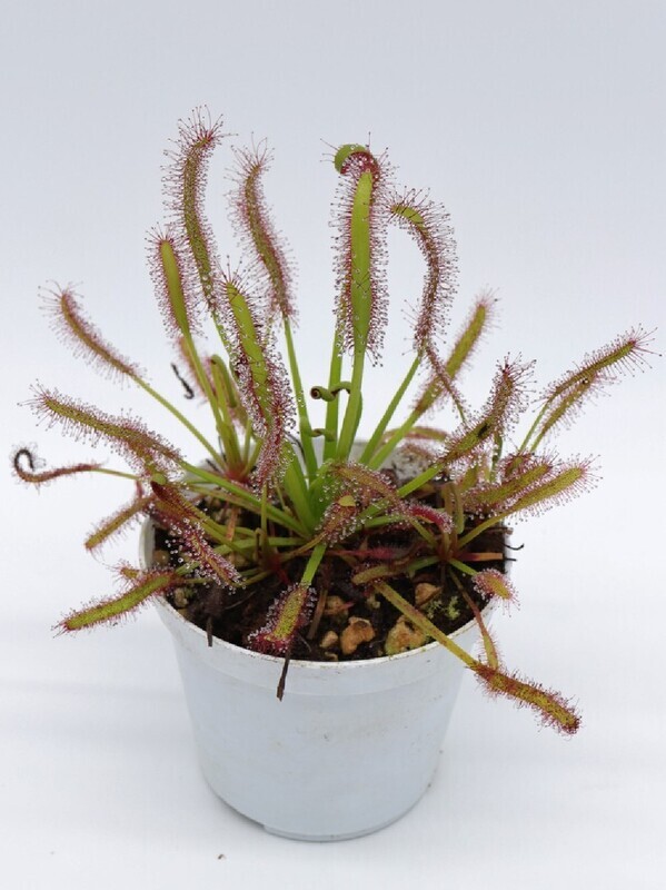 DROSERA