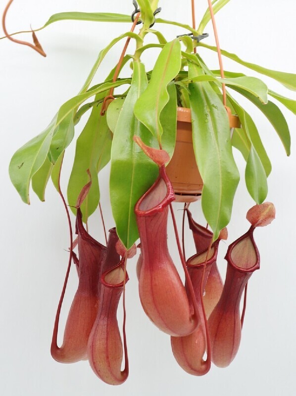 NEPENTHES