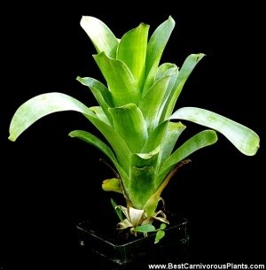 BROCCHINIA