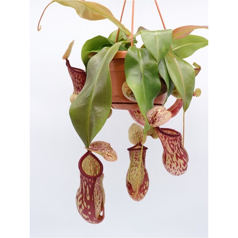 NEPENTHES