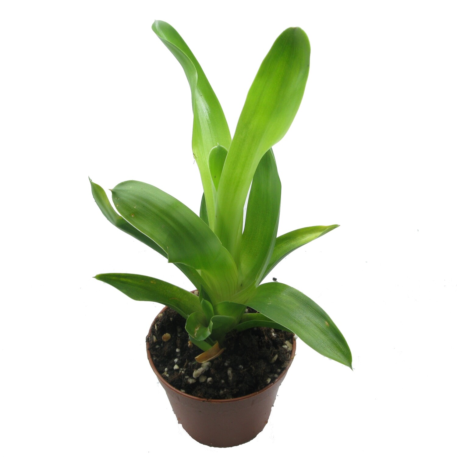 BROCCHINIA
