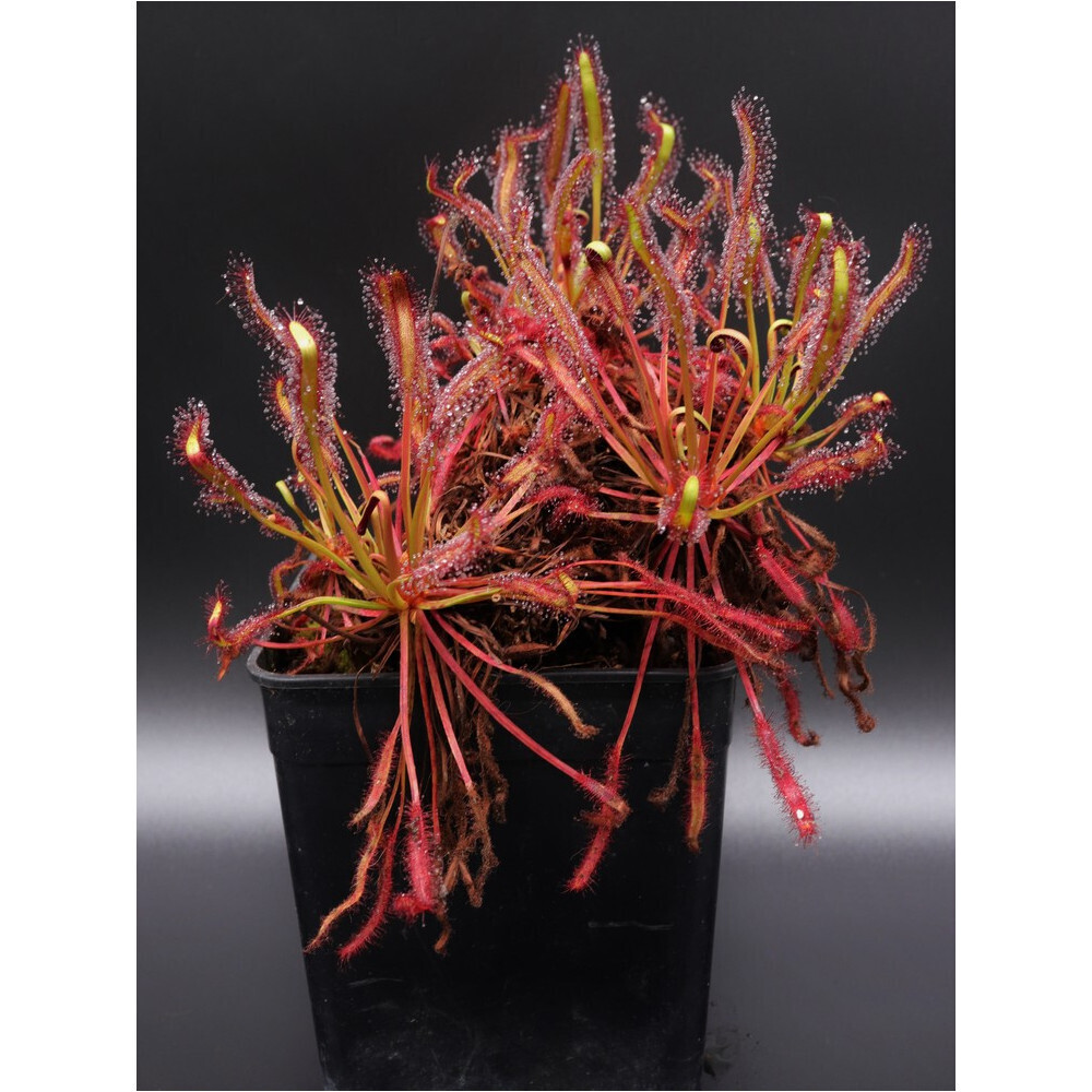 DROSERA RED