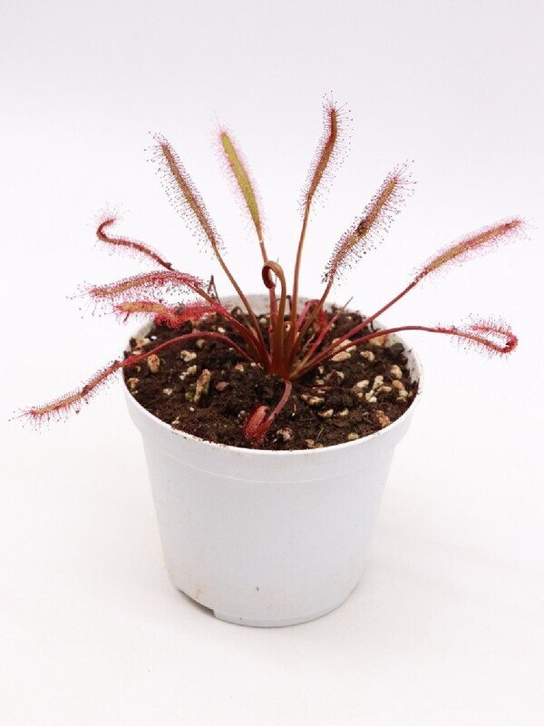 DROSERA RED