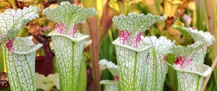 SARRACENIA