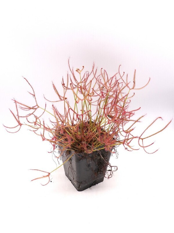 DROSERA BINATA