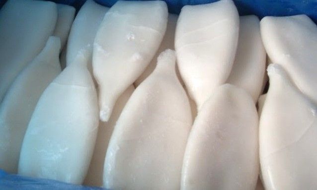 SQUID U5 9KG