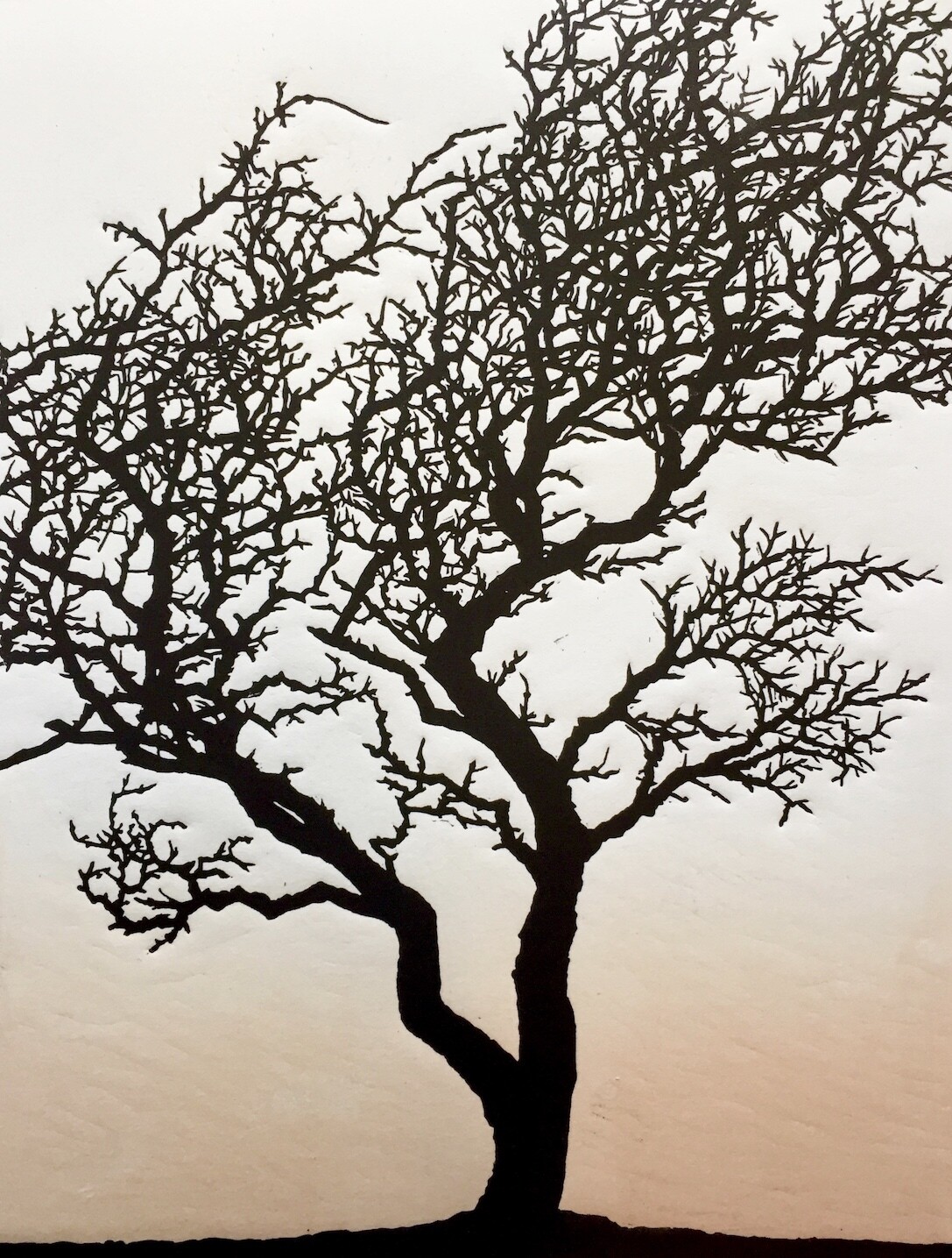 Hawthorn 2, by Richard Shimell Hawthorn 2, by Richard Shimell
