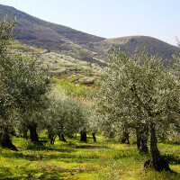 Picual Olive Oil