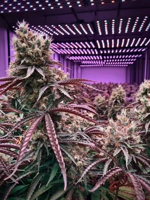 Indoor