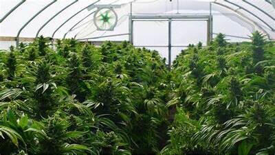 Greenhouse