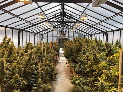 10G - Greenhouse