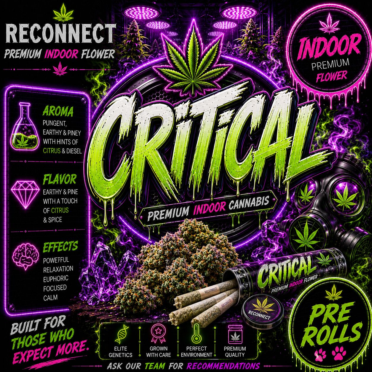 Pre Roll x 1 | Critical | Indoor