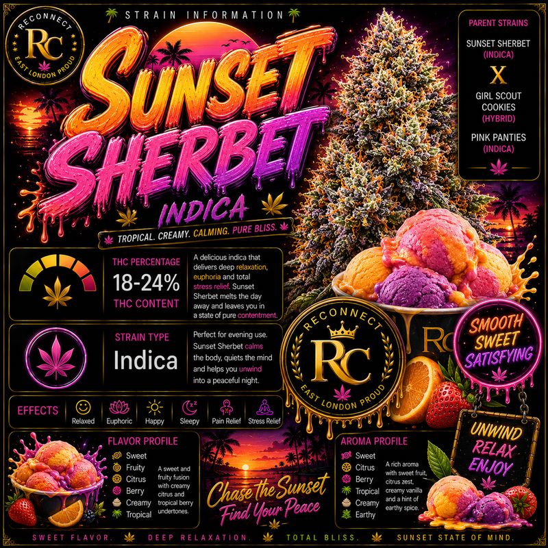 Dog walker x 2 | Sunset Sherbert | Indoor