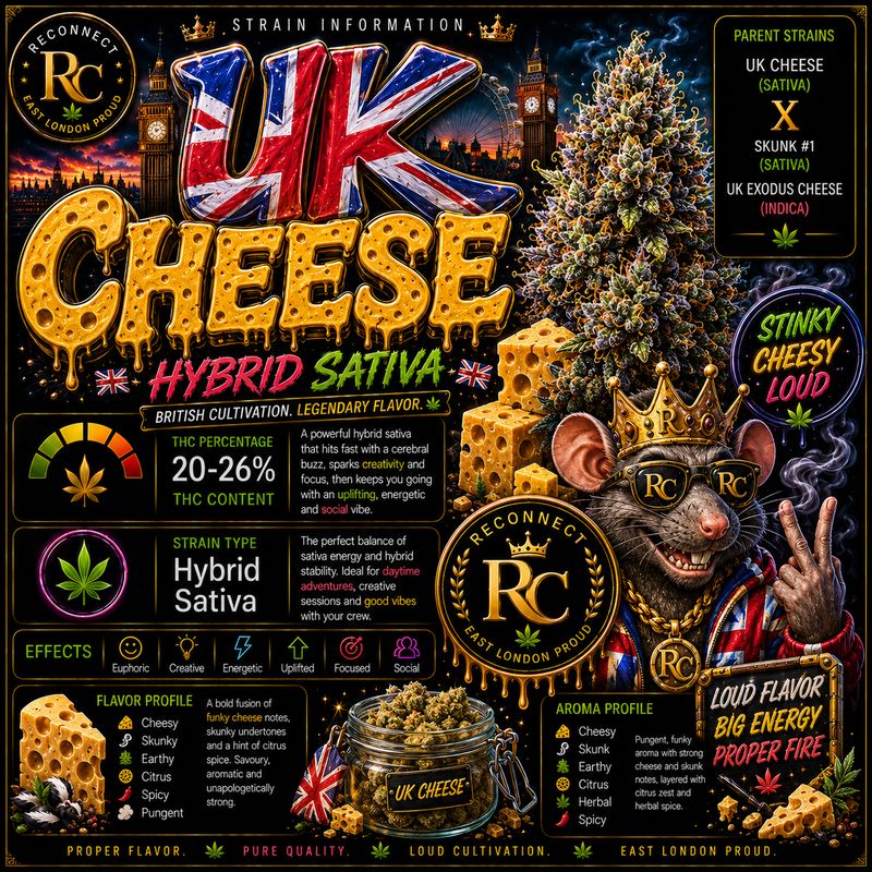 Cannagar | UK Cheese | Indoor
