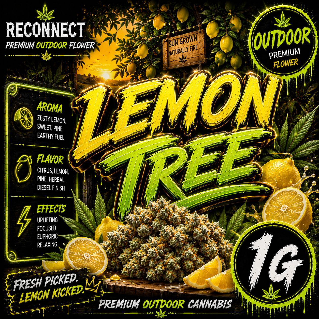 1G | Lemon tree | Outdoor