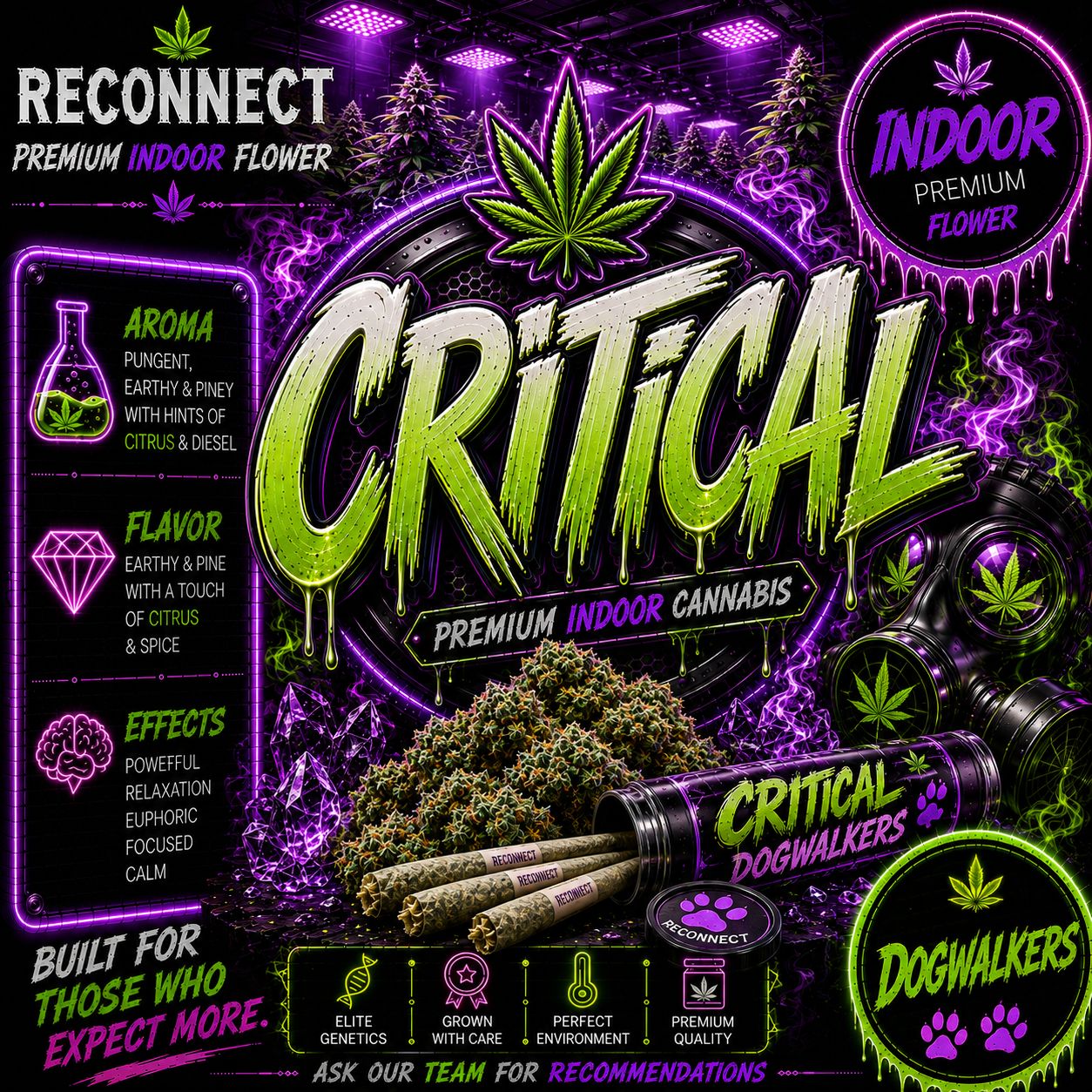 Dog walker x 2 | Critical | Indoor