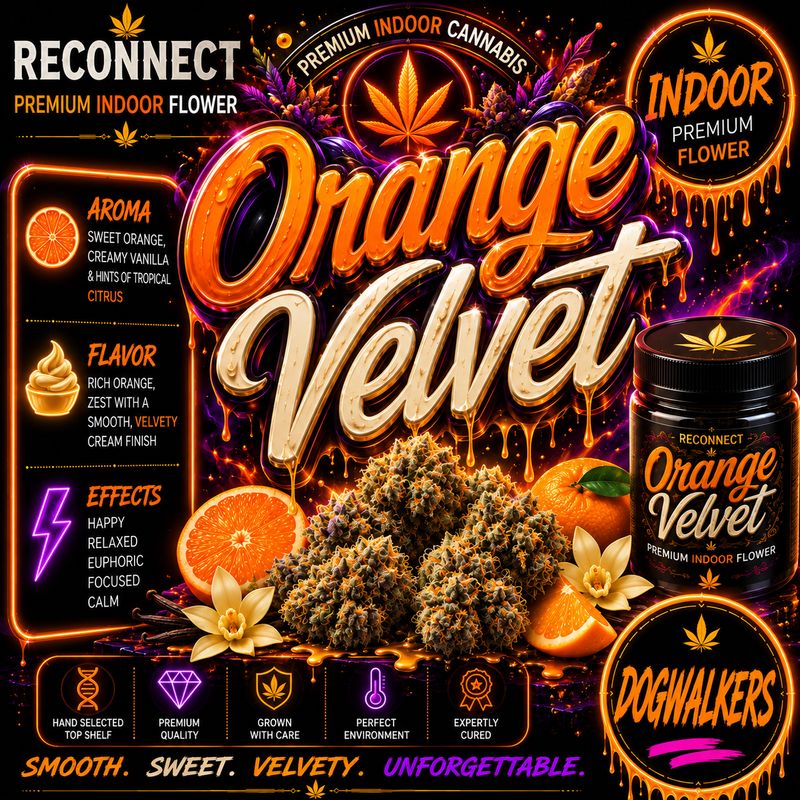 Dog walker x 2 | Orange velvet | Indoor