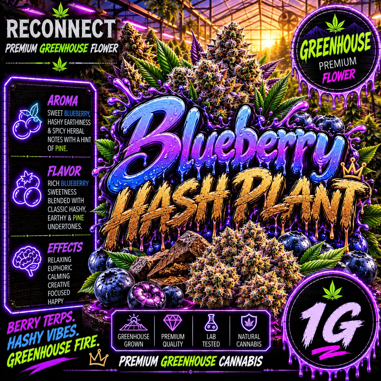 1G | Blueberry Hash Plant | Green House