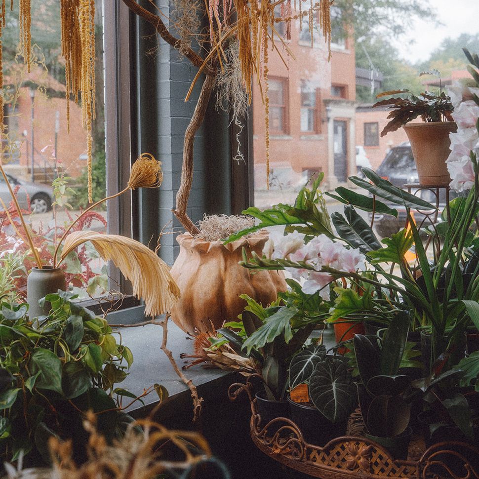 Indoor Plants