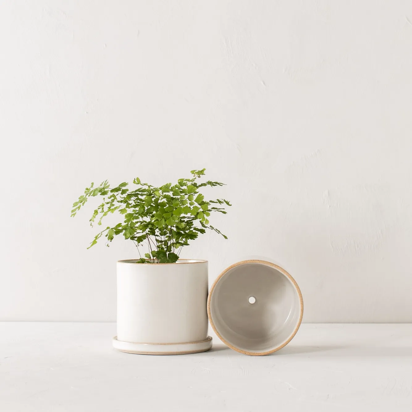 Convivial Planters