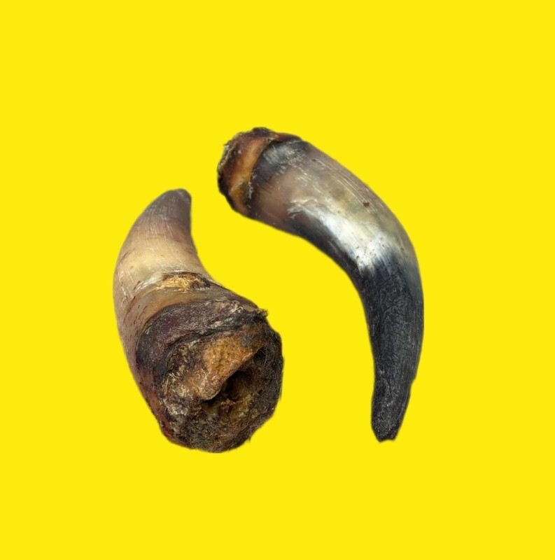 COW HORNS- vacuum sealed