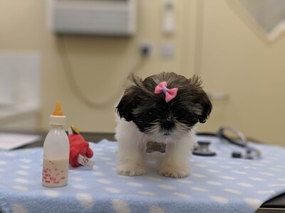 PUPPY SECTION