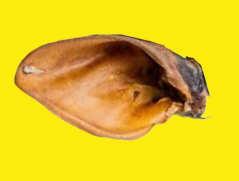 BEEF EARS- NO FUR- vacuum sealed
