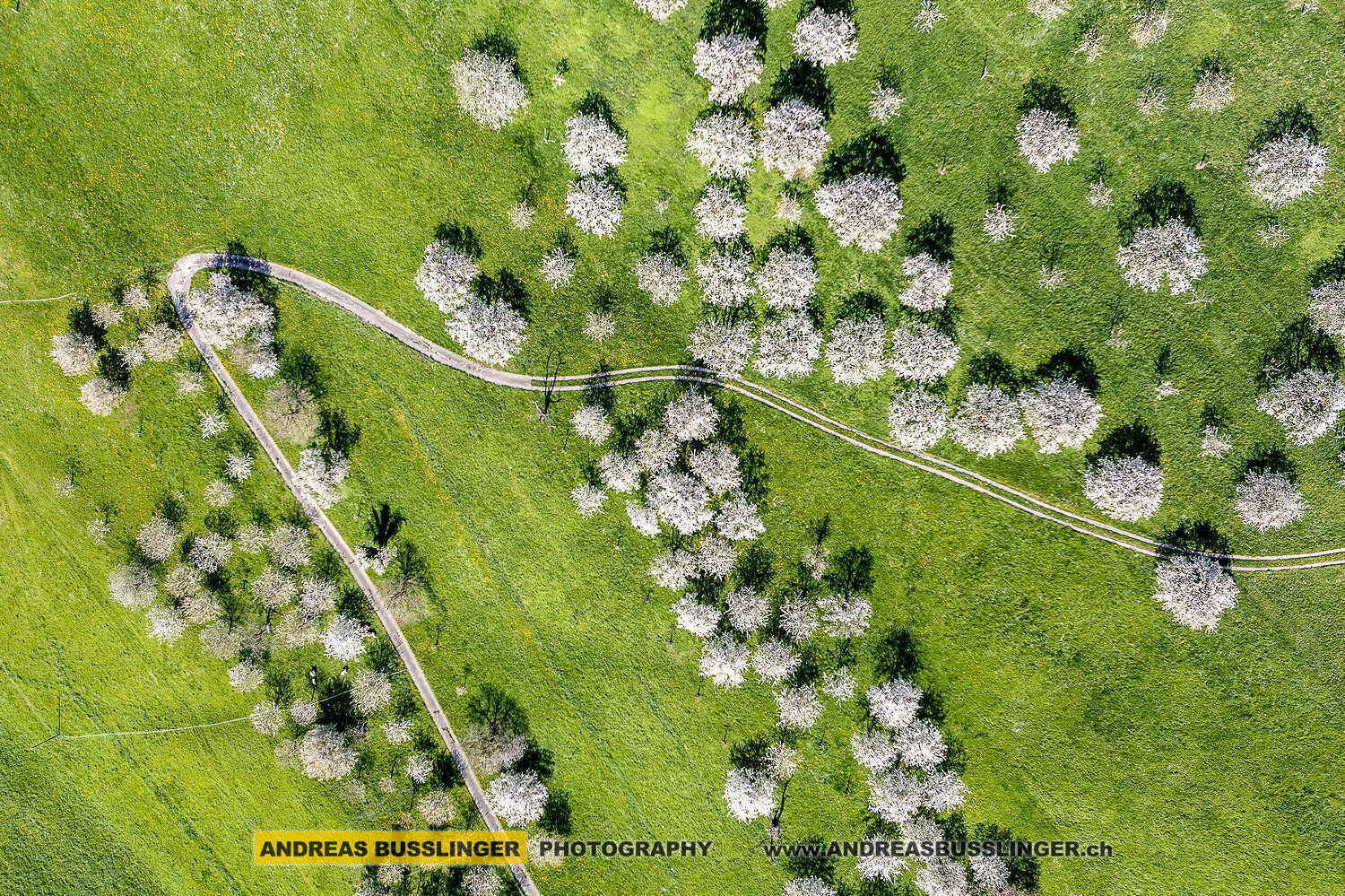 Blühende Kirschbäume am Abhang des Rigis oberhalb von Küssnacht, Kanton Schwyz