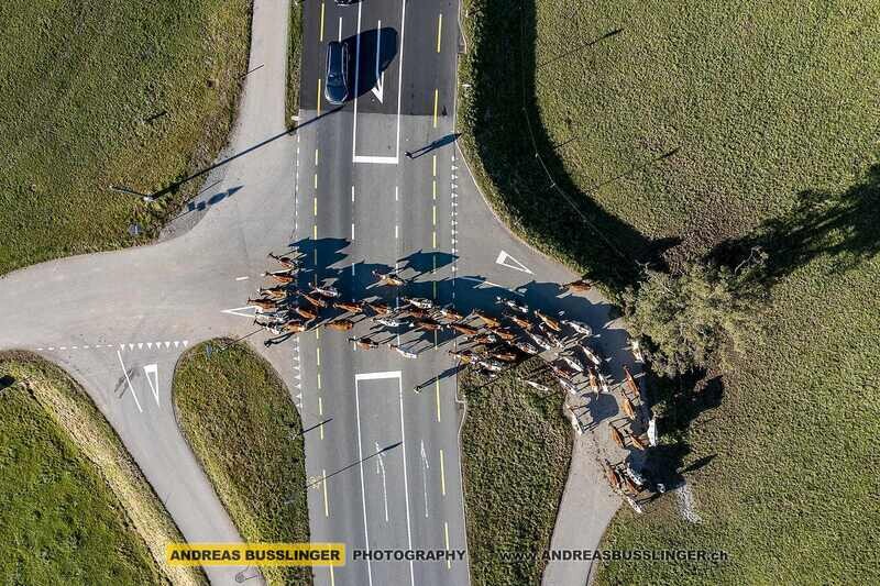 Kühe überqueren die «Route de Bulle» in der Nähe von La Joux, Kanton Freiburg