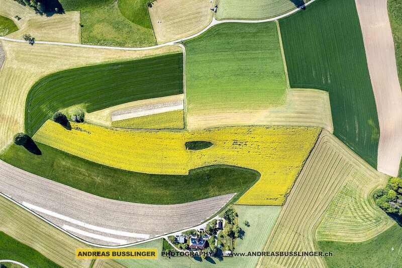 Felderpracht im Frühling bei Eriswil, Emmental, Kanton Bern