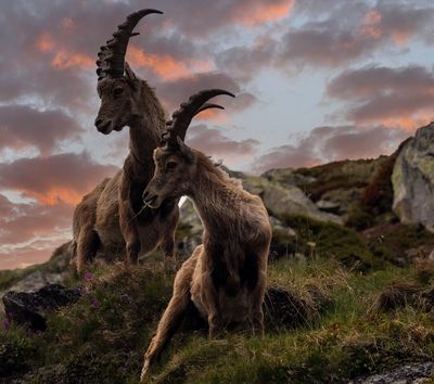 Tiere der Schweiz